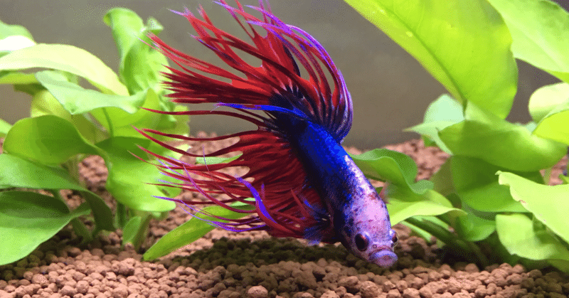 ベタという熱帯魚 Ritz Note ベタという熱帯魚 Ritz Note