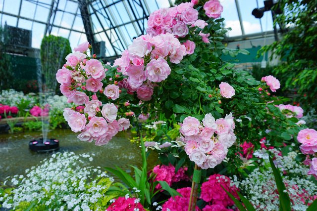 感謝の気持ちをこめて、市の植物園で写真を撮ってきましたよ。