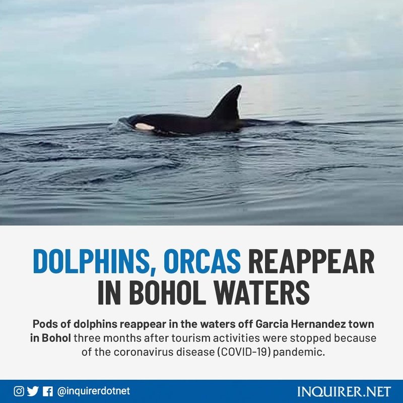 コロナで自然環境が改善し ボホールでシャチが出現 エス プランナー News Note