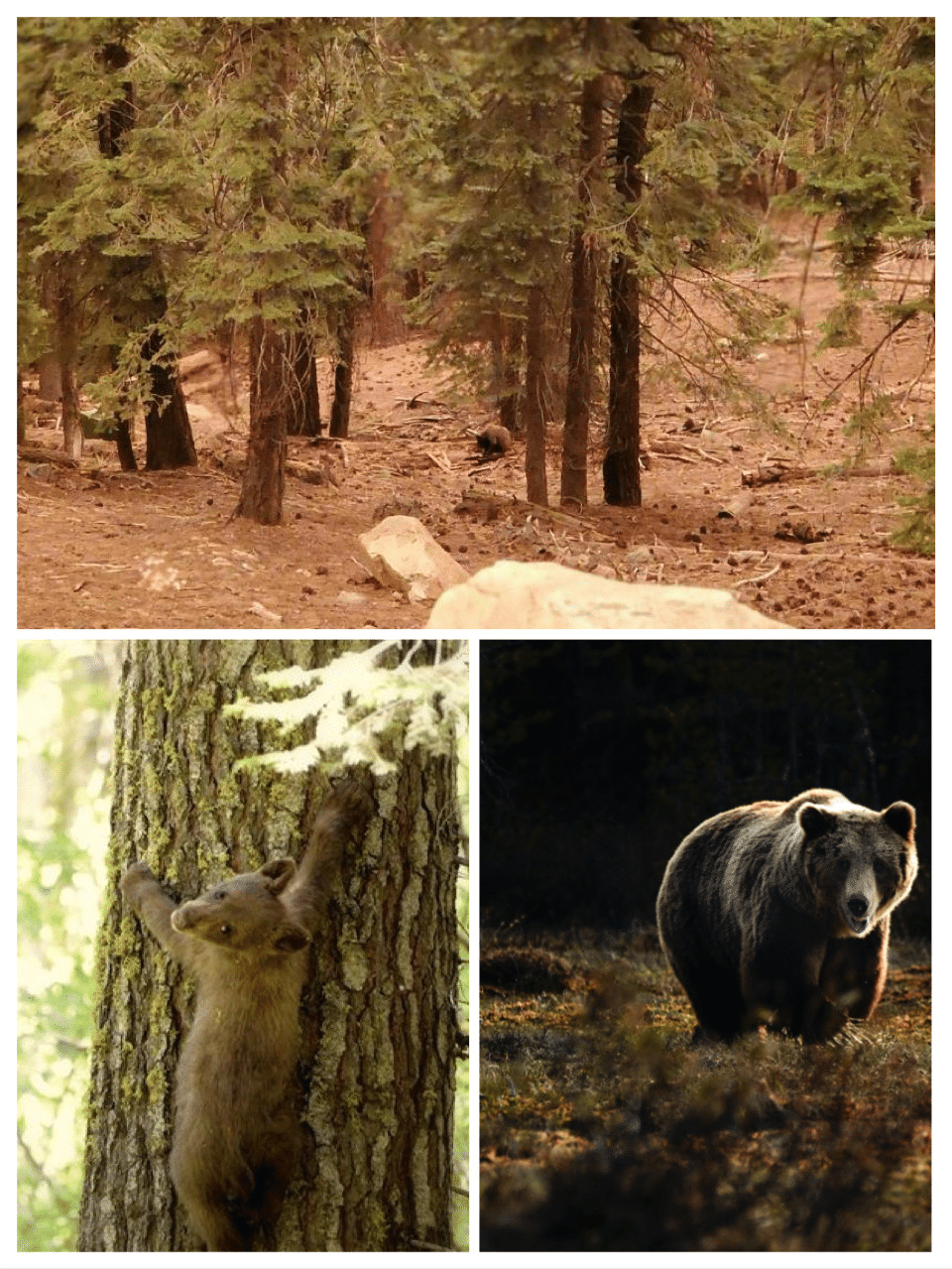 ヨセミテ国立公園の山火事と動物たち ノリノリ Note