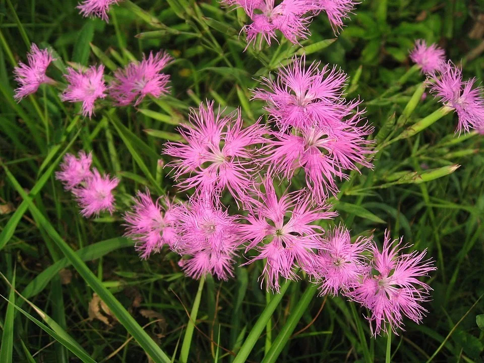 960px-カワラナデシコ_Dianthus_superbus_var._longicalycinus