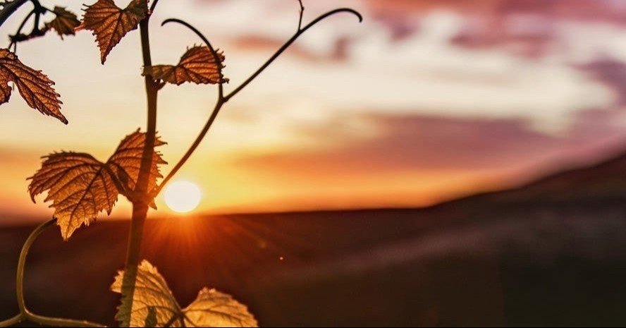 椎名林檎 茜さす 帰路照らされど Hisataroh358 Note