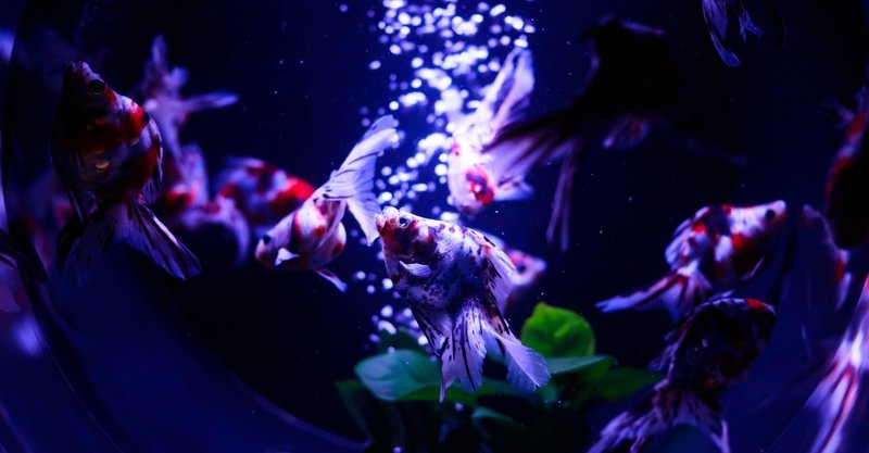 金なし大学生の語学学習法 英語編 まじまさ まじめそーなまさや Note