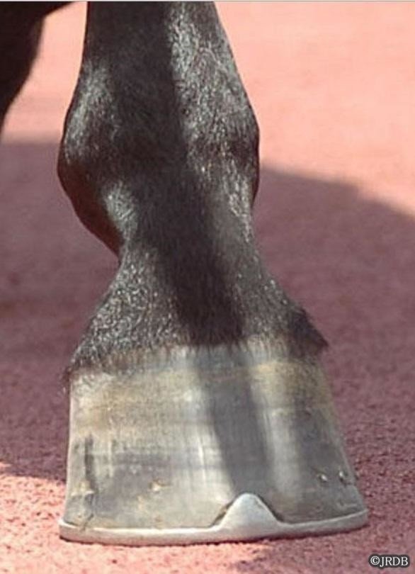 蹄の形状 ～立蹄～｜JRDB 競馬アラカルト