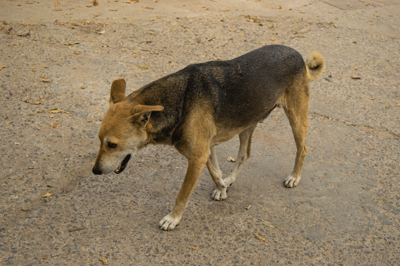 インドの野良犬達 明希斗 Mtx フロントエンドになりたい Note インドの野良犬達 明希斗 Mtx フロントエンドになりたい Note