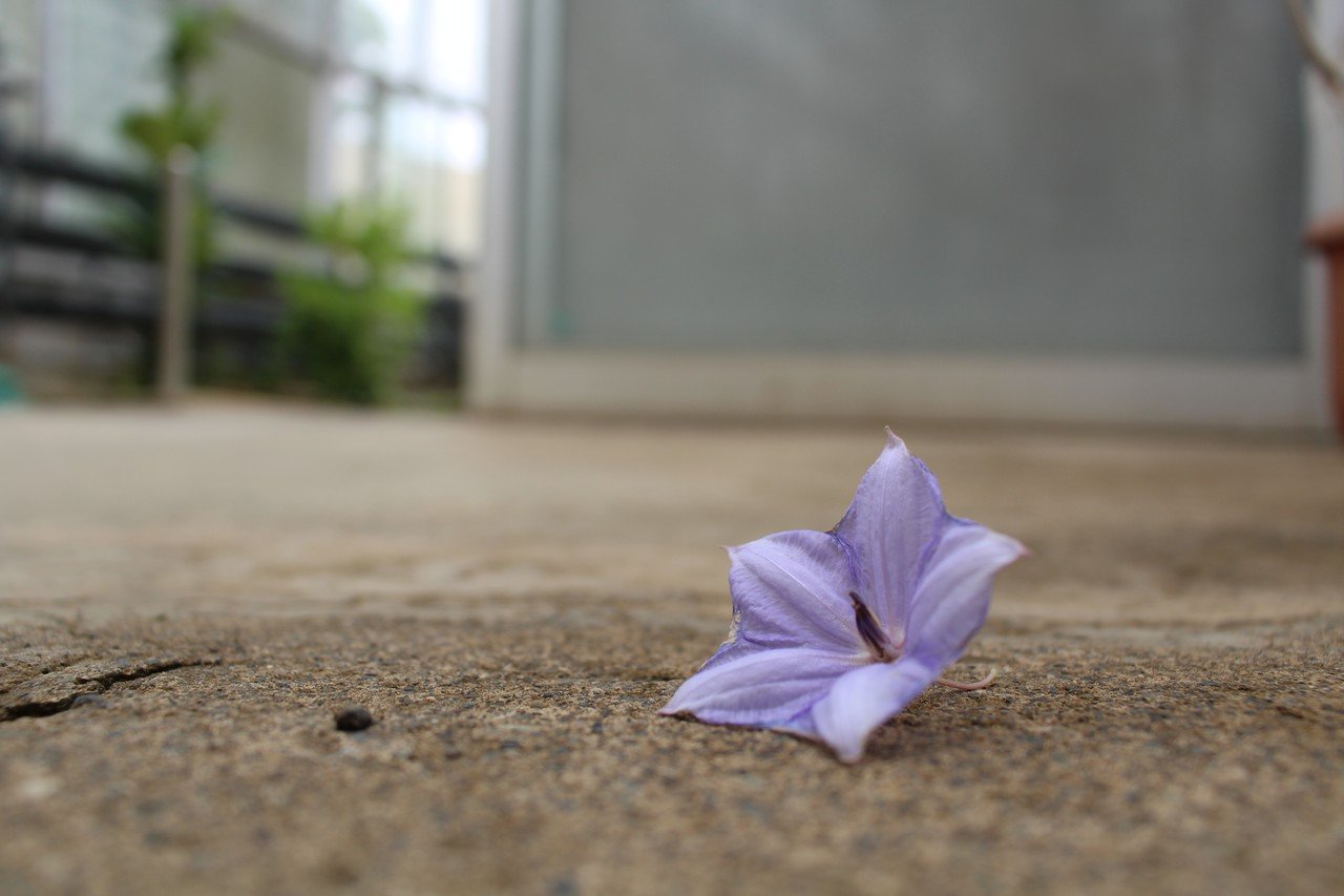 ポトリと落ちていた花 下に落ちてしまっていたけれど しゃがんでみると面白い構図 で撮影できました すれ違う人々は落ちていた花には目もくれず過ぎ去っていきましたが 私にはなぜかパッと惹かれて思わずパシャリ みかんじゅーす Note