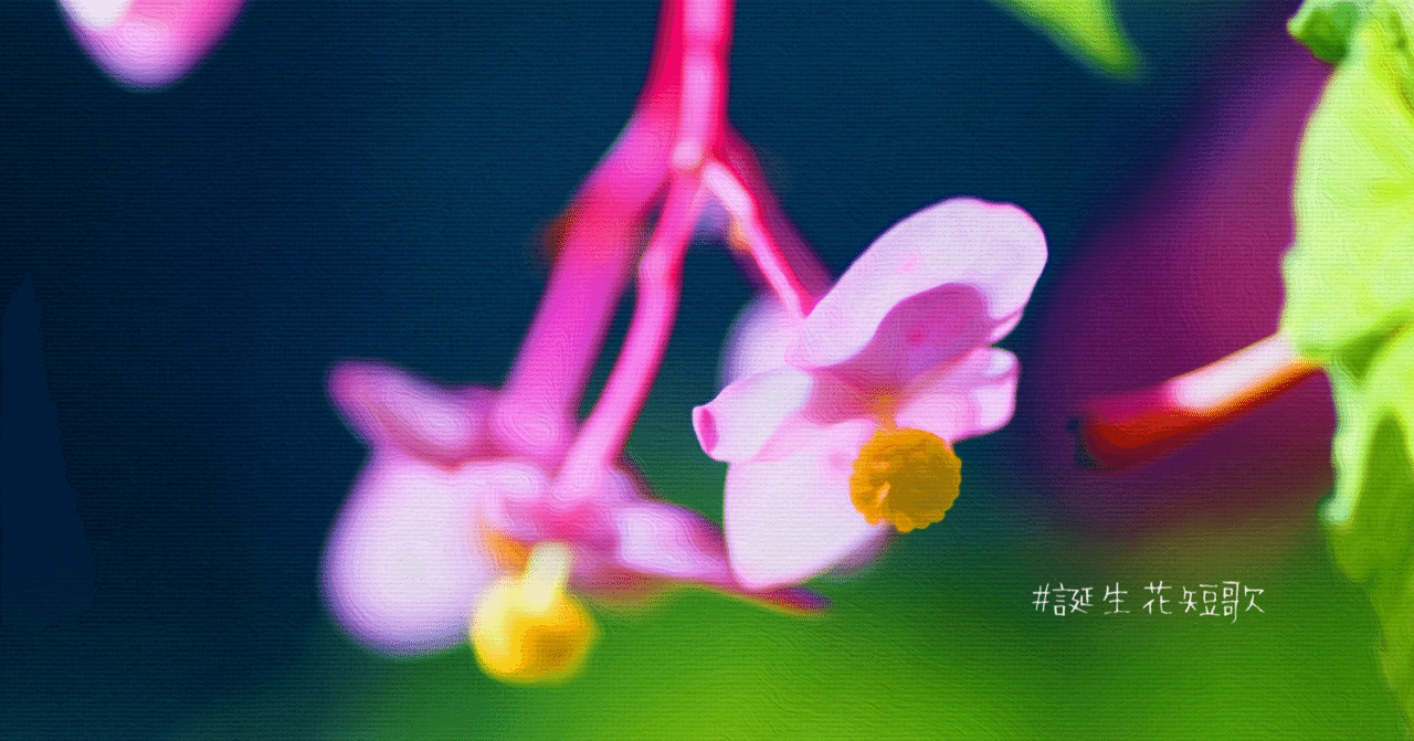 9月10日 誕生花は秋海棠 誕生花短歌 御子柴 流歌 Note