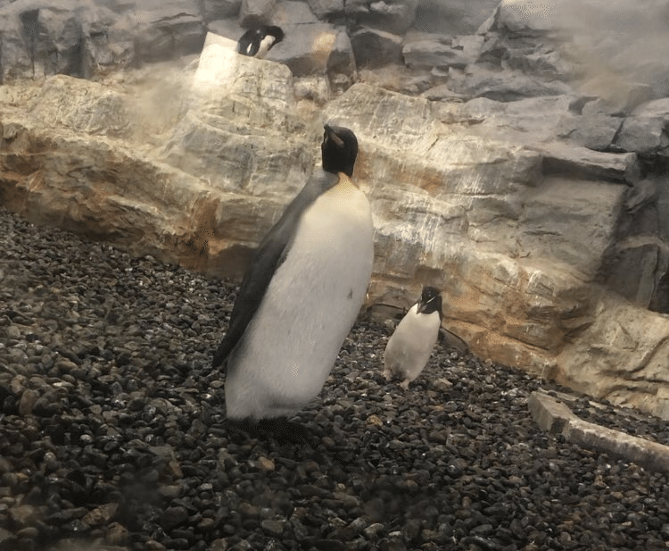北海道動物園の旅 ちひろ Note 北海道動物園の旅 ちひろ Note