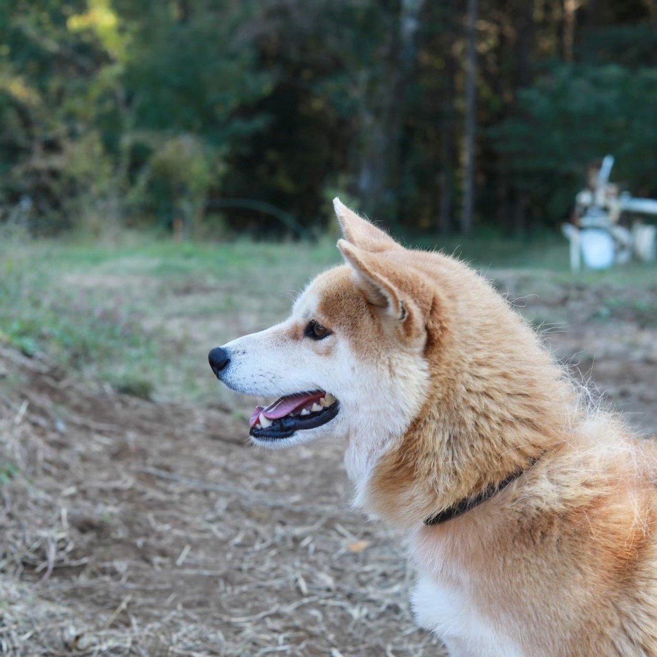 犬と猫 そよかぜ農園 Note