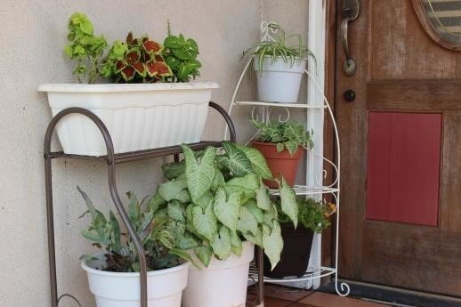 植物を育てる 心も生き生き 三十郎 脳を科学する Note