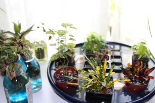 植物を育てる 心も生き生き 三十郎 脳を科学する Note