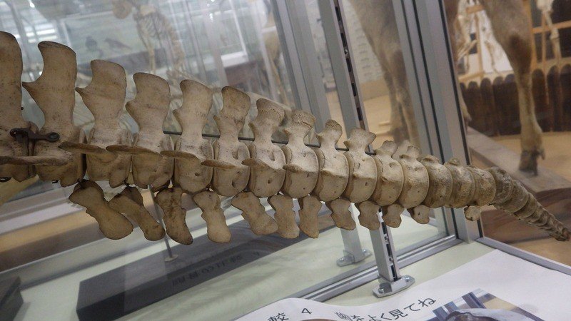 退化の果てに 新たに生まれた骨 信州大学自然科学館 Note 退化の果てに 新たに生まれた骨 信州大学自然科学館 Note