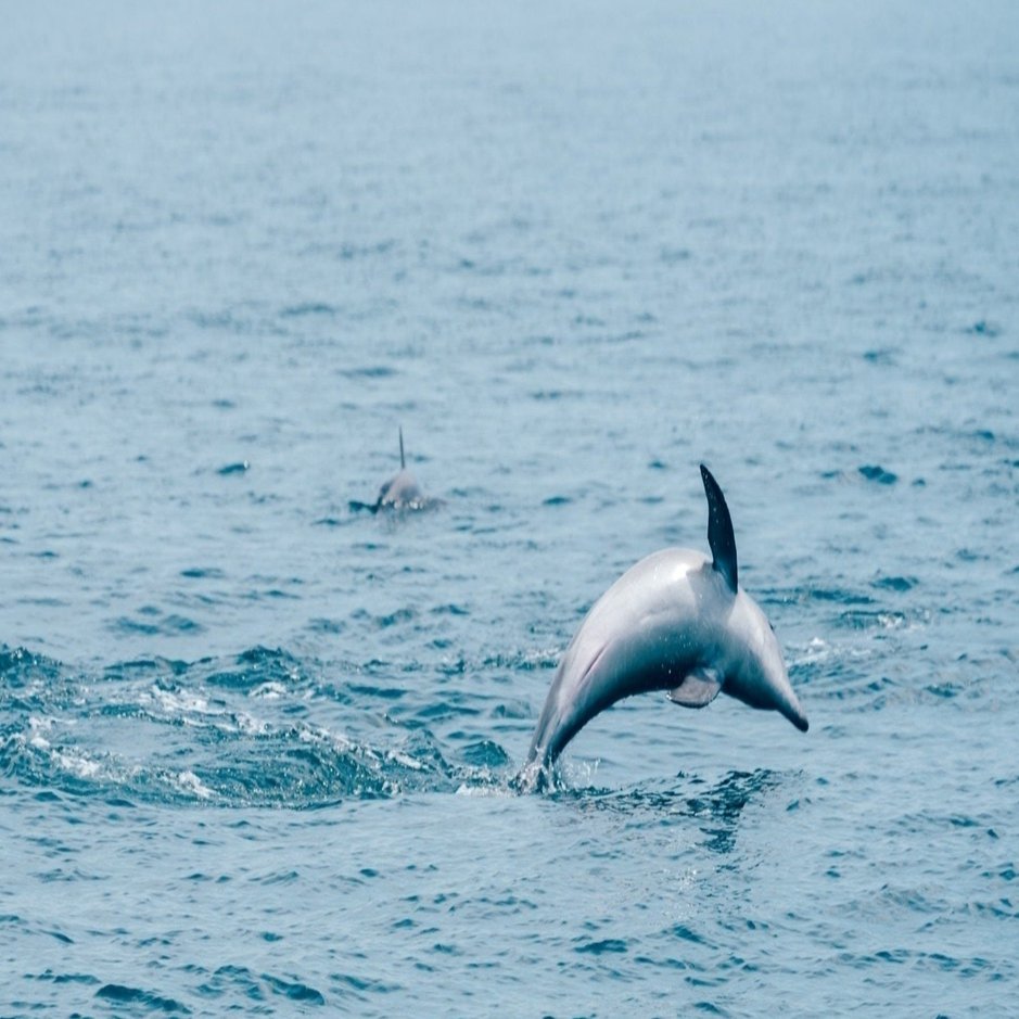 退化の果てに② ～新たに生まれた骨～｜信州大学自然科学館