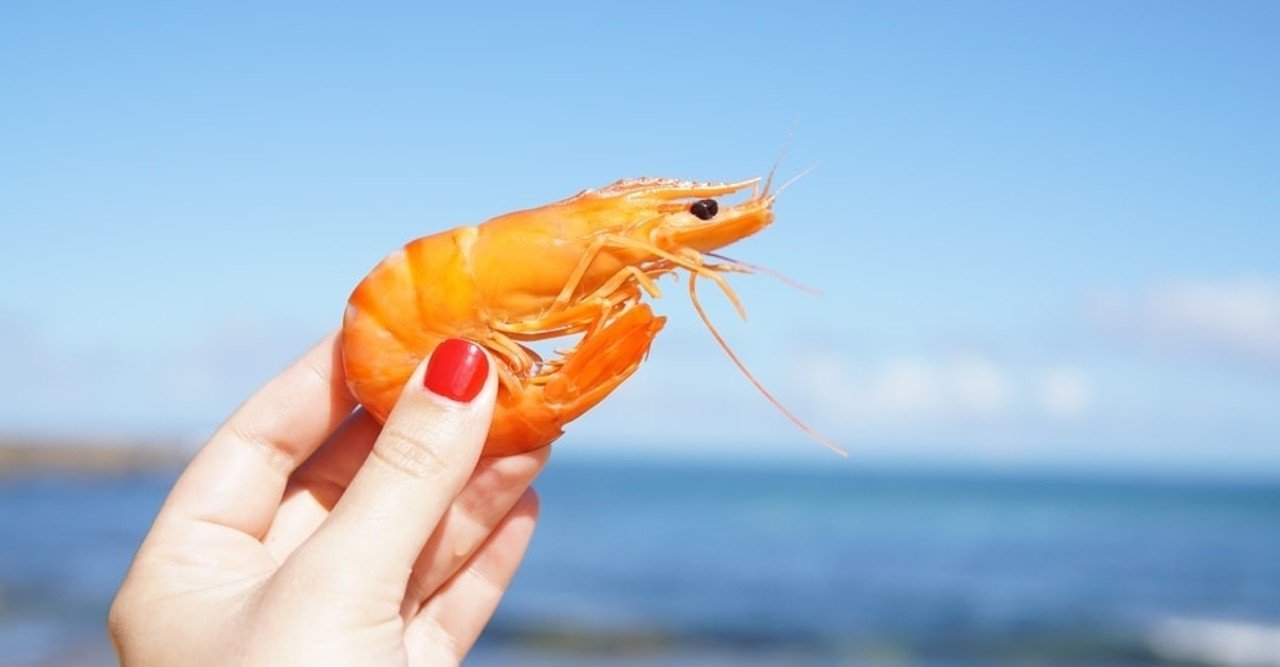 海の昆虫 陸のヱビ ミーアキャット Note 海の昆虫 陸のヱビ ミーアキャット Note