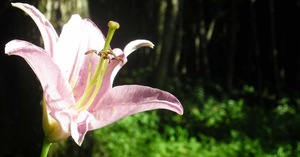 ポケモン フラージェスの育成論 瞑想型 耐久型 スカーフ型 タヌト Note