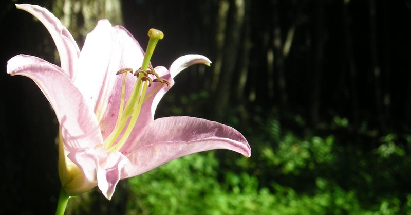 ポケモン フラージェスの育成論 瞑想型 耐久型 スカーフ型 タヌト note