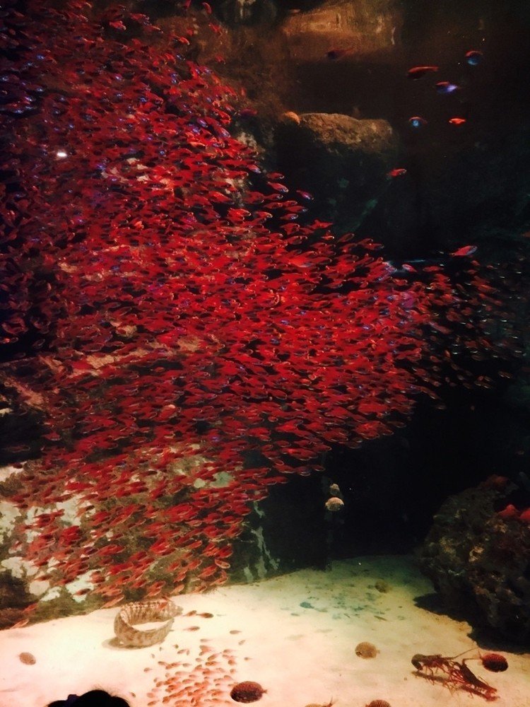 スイミーの、スイミーじゃないやつら🐠みたいな魚さん。最初は紅葉の木かと思ったくらい綺麗な紅色！
#八景島シーパラダイス #水族館 #夏の思い出 #写真