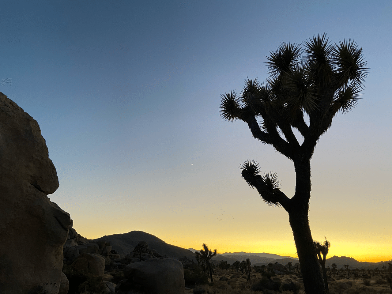 ジョシュアツリー国立公園にて 南カリフォルニア Nori Note