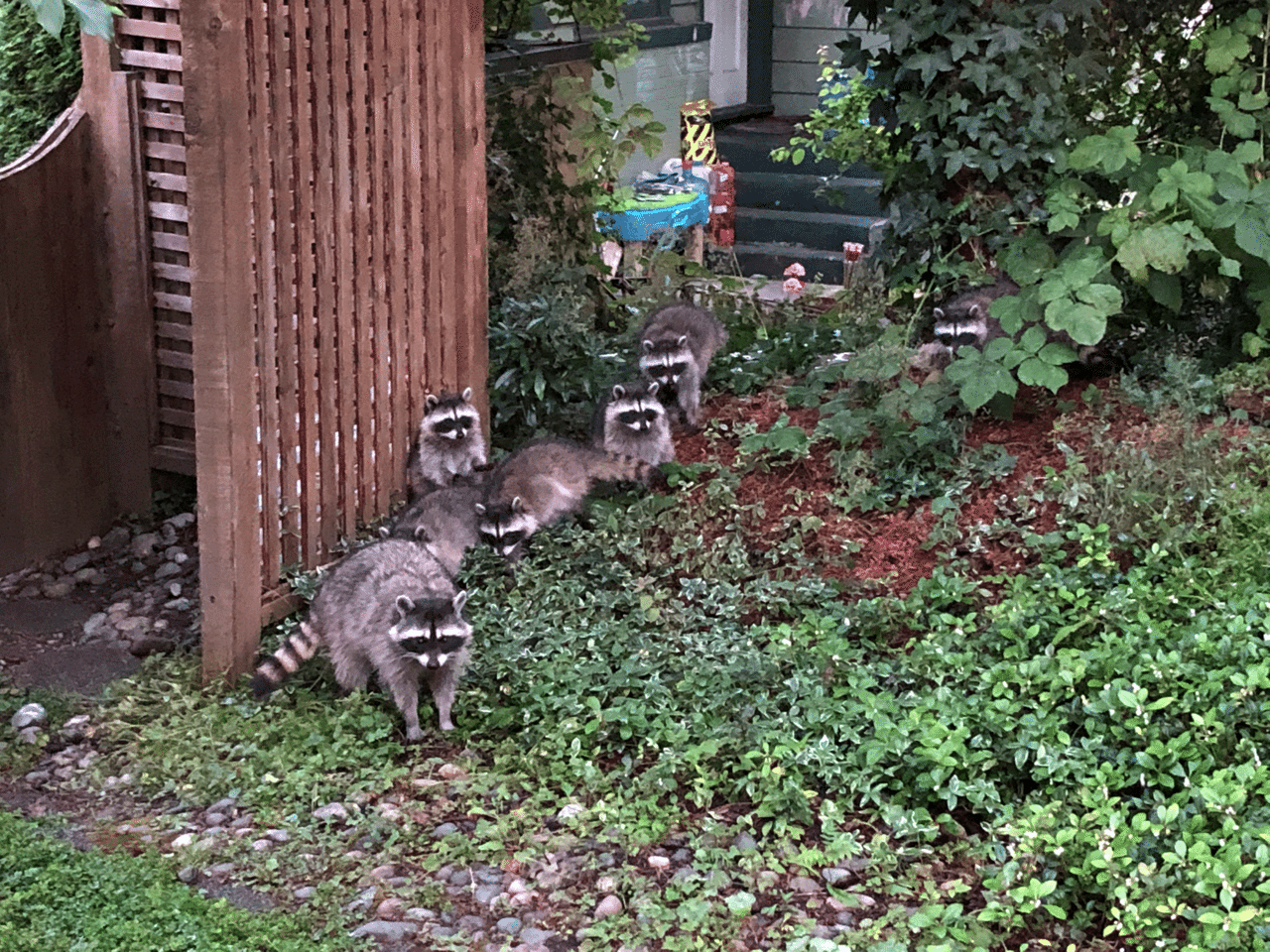 バンクーバー夏 動物さん バンクーバーであなたのやりたいをカタチにするオフィスラポールカナダ Note バンクーバー夏 動物さん バンクーバーであなたのやりたいをカタチにするオフィスラポールカナダ Note