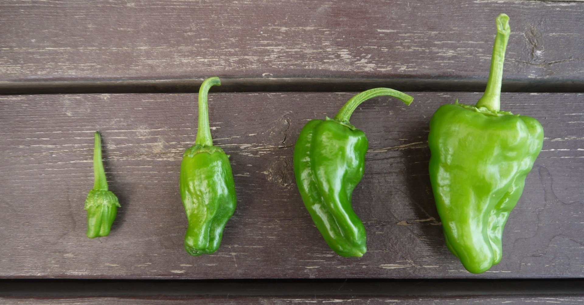 本当においしいピーマンは苦くない なぜならば 久松農園 Note 本当においしいピーマンは苦くない なぜならば 久松農園 Note