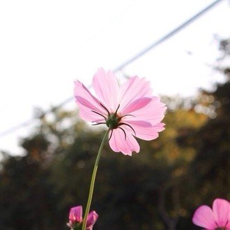 花のような笑顔 Miki Note