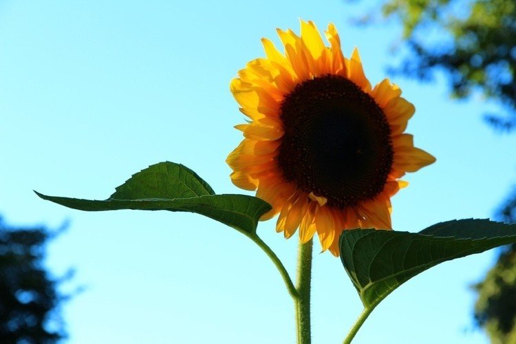 #coregraphy #写真 #sunflower #ひまわり