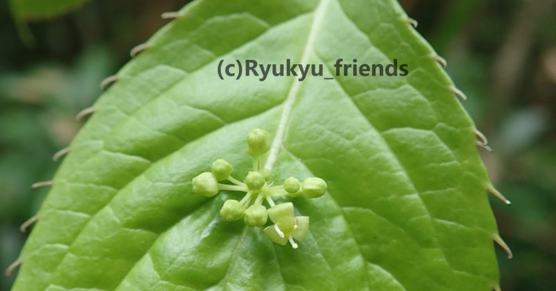 葉の上に花が咲く リュウキュウハナイカダ Ryukyu Friends Note