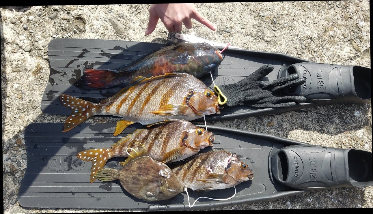 しょんべんたれ と言われる魚 しまこ Note しょんべんたれ と言われる魚 しまこ Note
