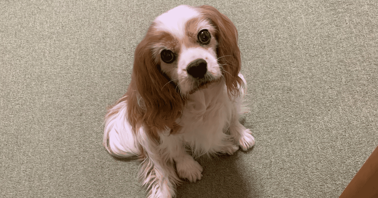 犬の病気 の新着タグ記事一覧 Note つくる つながる とどける