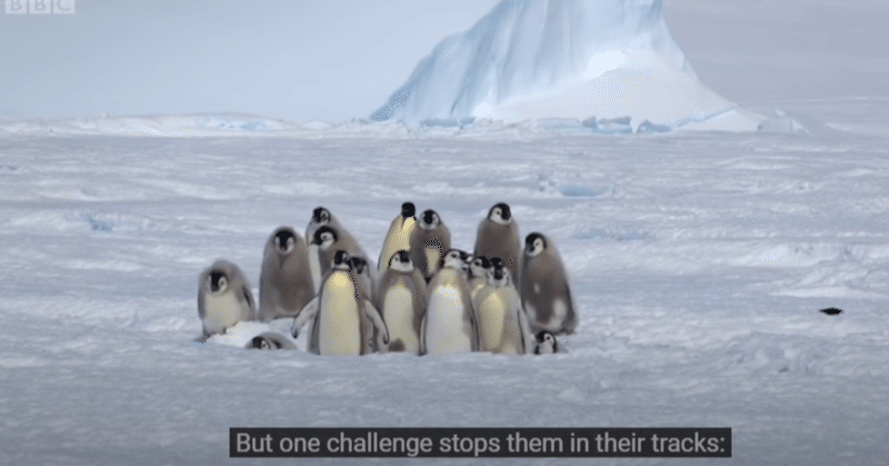 【1分リスニング＆クイズ】ペンギンのヒナ、ヒーローに助けられる　BBC