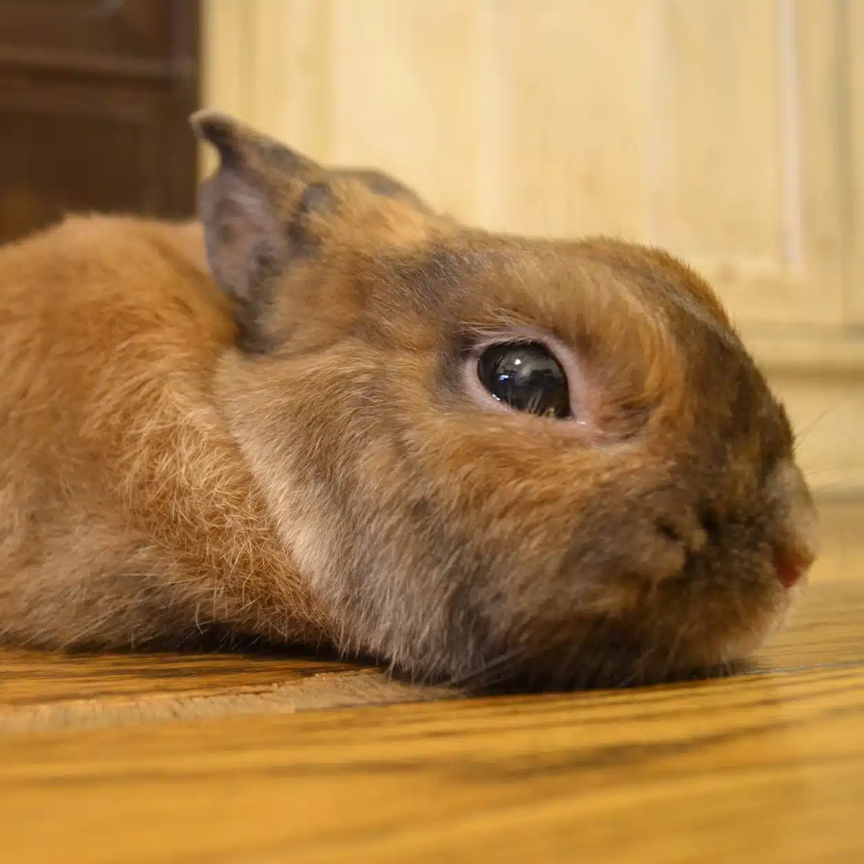ひな　ベトナム暮らし