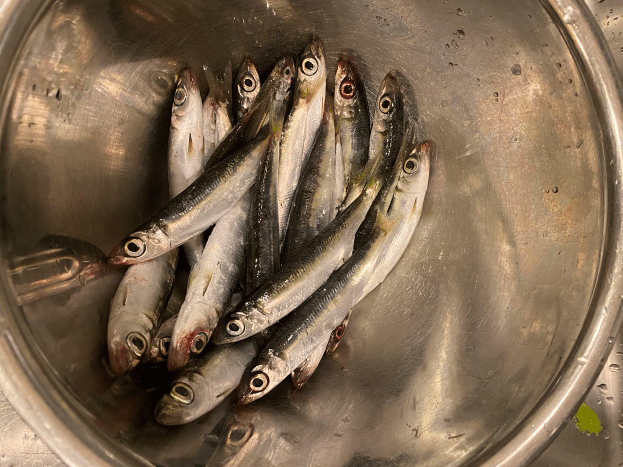 1 小坪漁港で釣り クロダイ現る 海水魚大好き Note