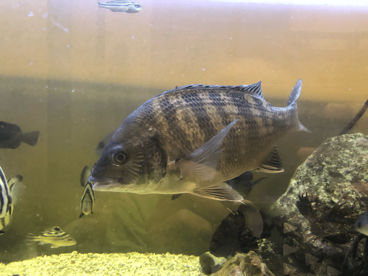 1 小坪漁港で釣り クロダイ現る 海水魚大好き Note