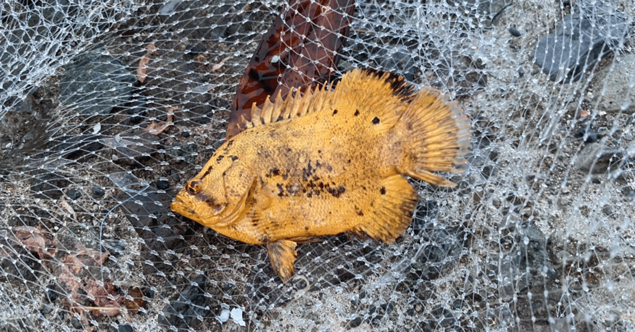 海水魚水槽 の新着タグ記事一覧 Note つくる つながる とどける