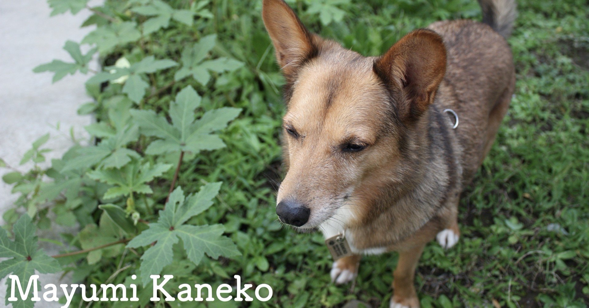 怖がる犬の対応 犬に耳を傾ける 背中を押してあげる Mayumi Note 怖がる犬の対応 犬に耳を傾ける 背中を押してあげる Mayumi Note