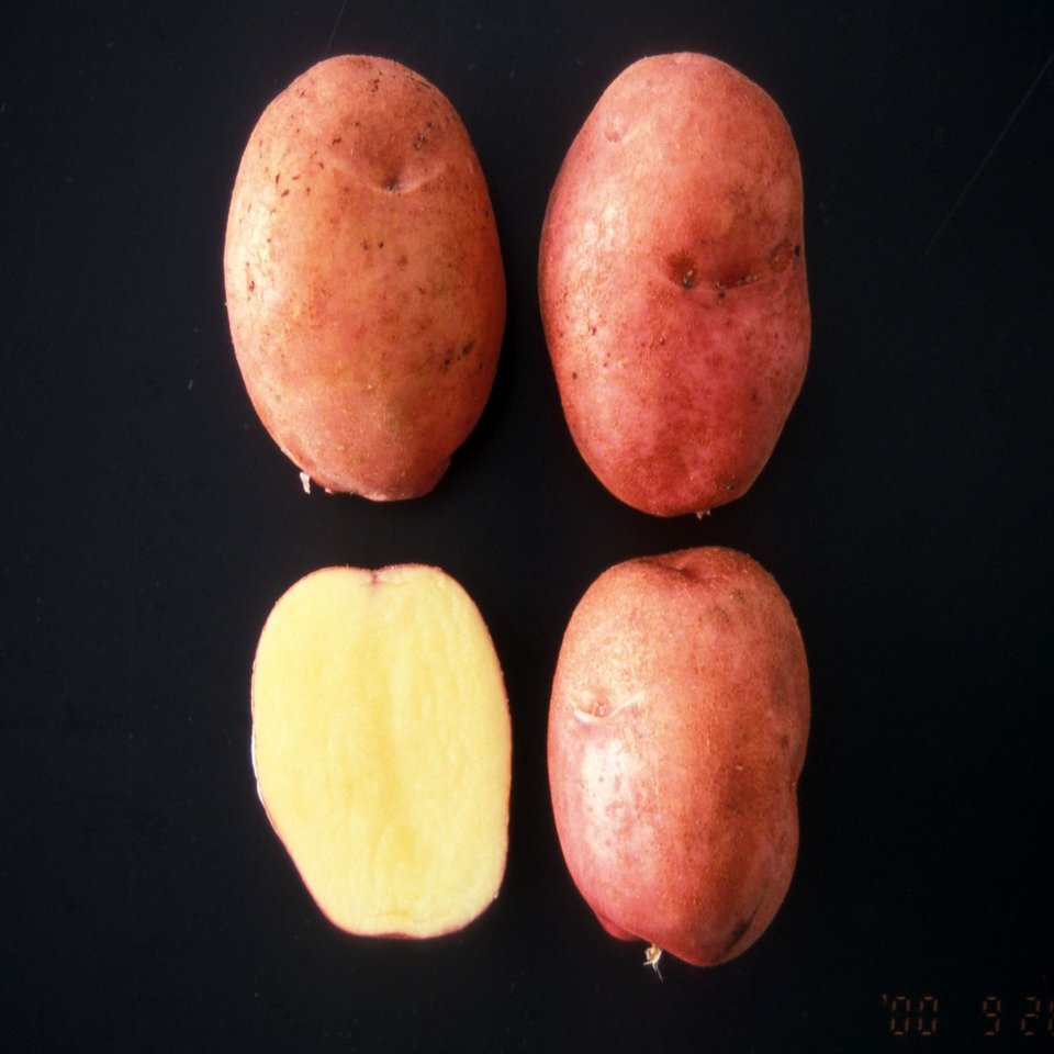 母の名は 第16回 アンデスレッドとレッドムーン 雲形ひじき Note