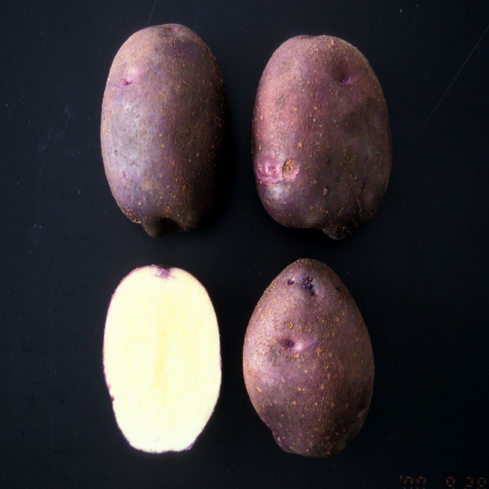 母の名は 第16回 アンデスレッドとレッドムーン 雲形ひじき Note