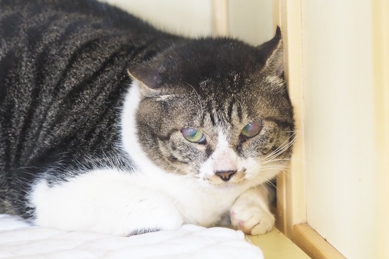 保護猫 かっちゃんの目 Love Co Note