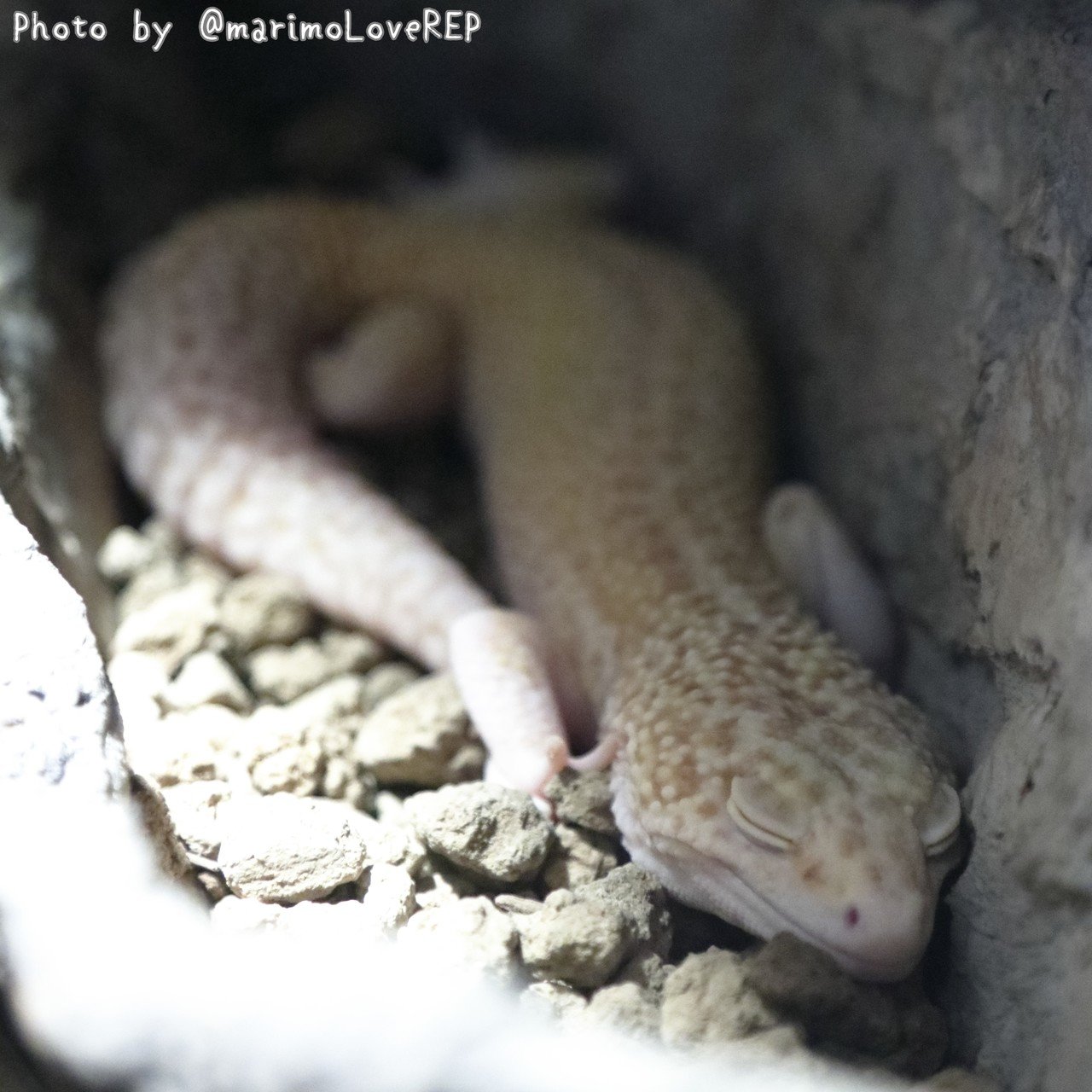 レオパお迎え計画 みはら まりも Note レオパお迎え計画 みはら まりも Note