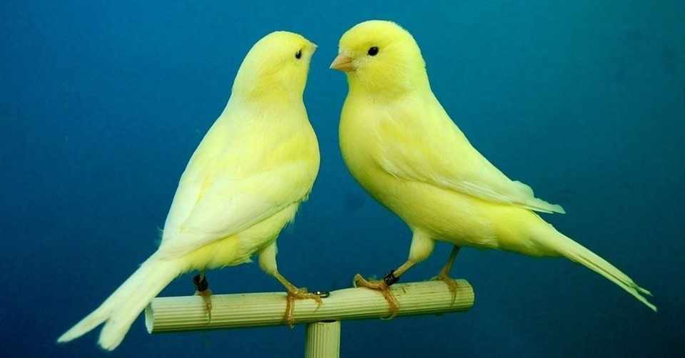 炭鉱のカナリア Furu T N Furuta Note