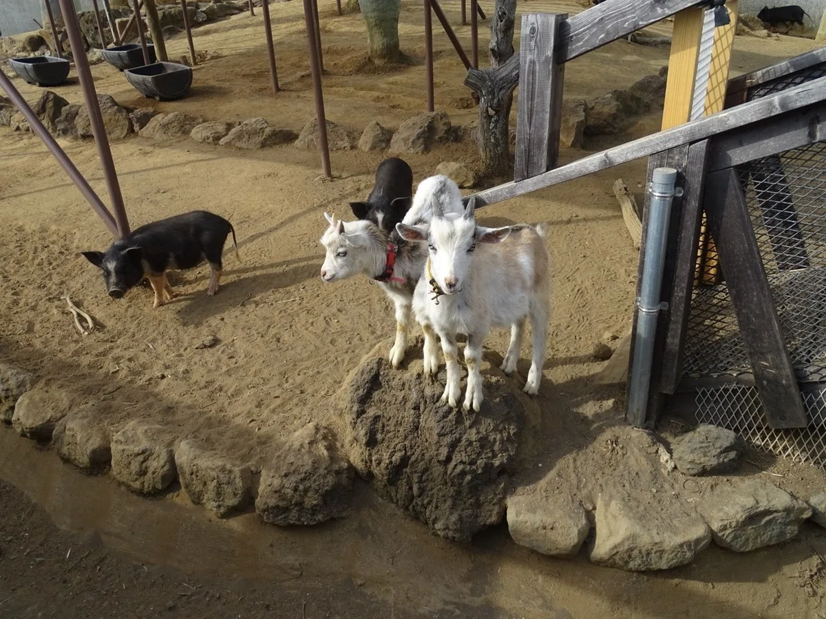 画像5