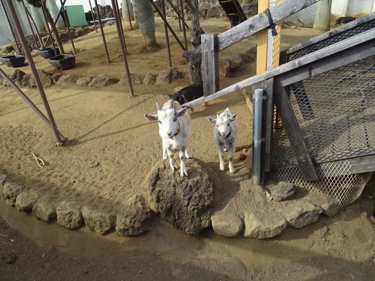 画像9