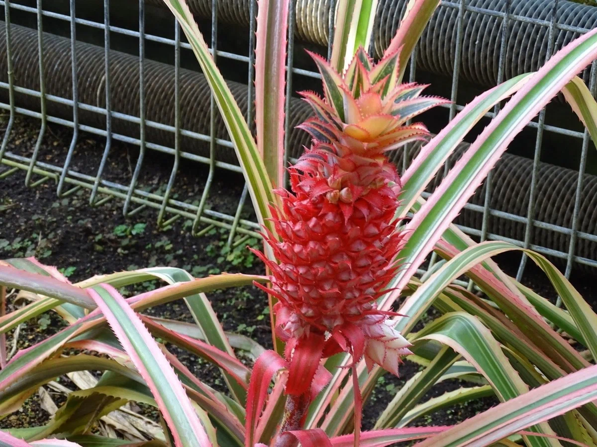 画像10