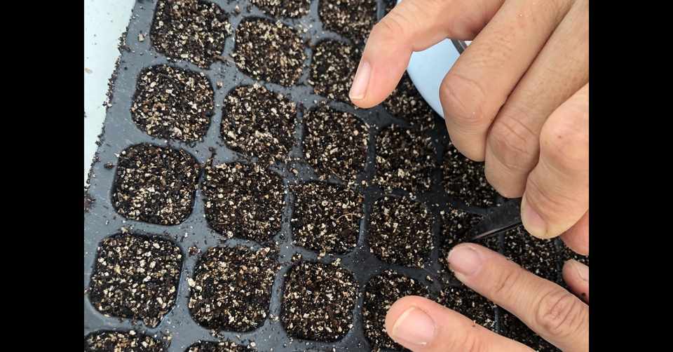 野菜苗 エディブルフラワー苗の購入方法について 真野文宏 ミーme Babygreens Edibleflowers Note