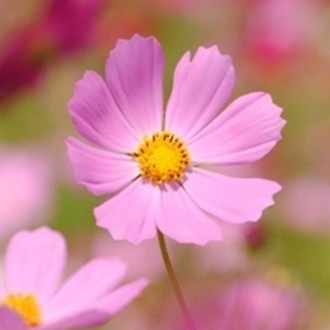 母の日に子が作った おジャ魔女どれみ 第48話 愛しのトゥールビヨン ケーキ 柴田百合子 Note