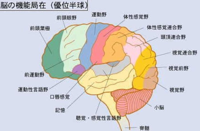 脳の役割分担2