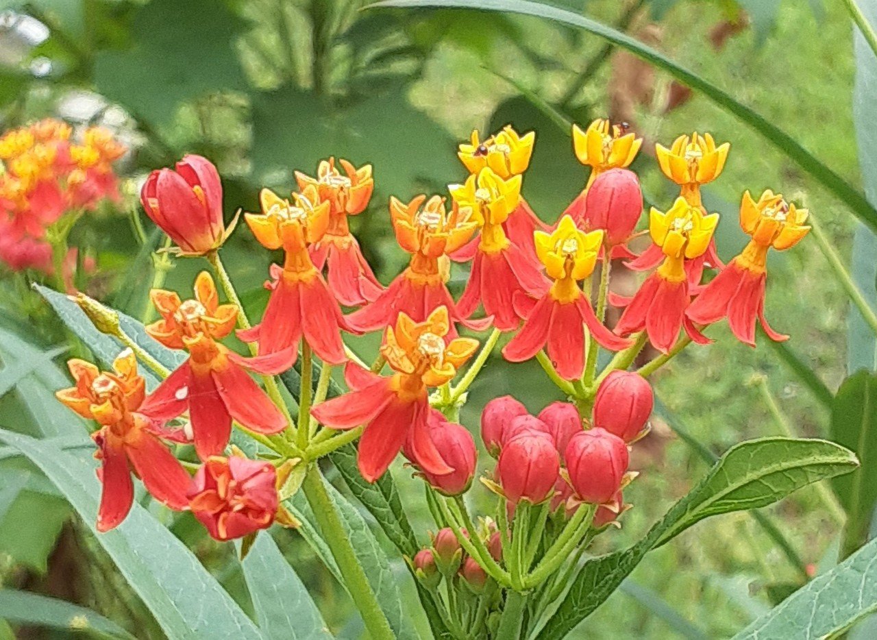 25 9月11日诞生花 就活髪型男