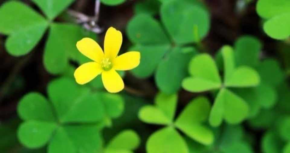 方喰とクローバー そしてシロツメクサの違いを解説 Kotoaibukimay K Purple紫 Note