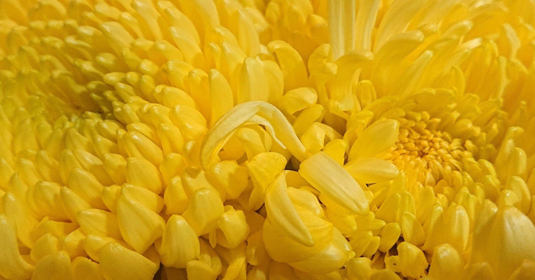 大輪菊をドライフラワーに ほのり Note