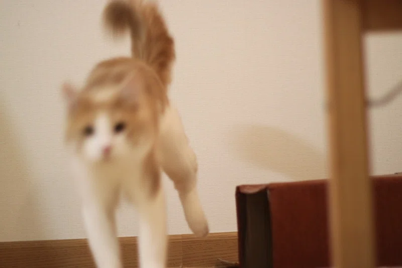野良猫を育てる ２ Mmzm Note